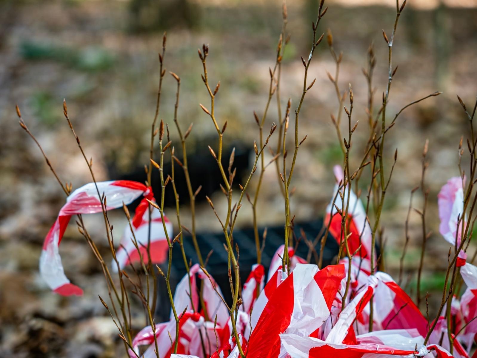 Zdjęcie w galerii na portalu naszraciborz.pl: Nowe nasadzenia w Arboretum Bramy Morawskiej. Akcja trwa wiadomości z regionu