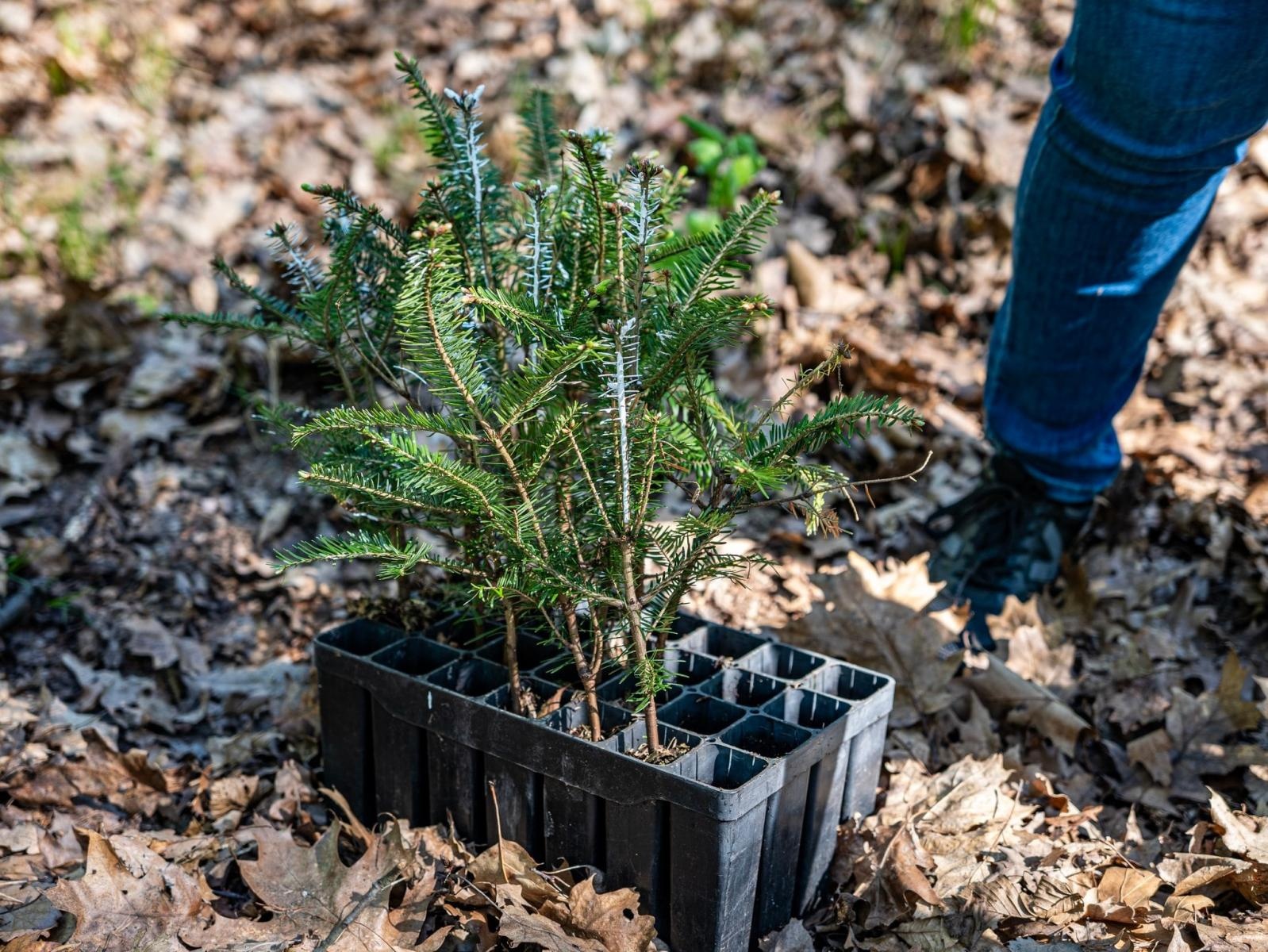 Zdjęcie w galerii na portalu naszraciborz.pl: Nowe nasadzenia w Arboretum Bramy Morawskiej. Akcja trwa wiadomości z regionu