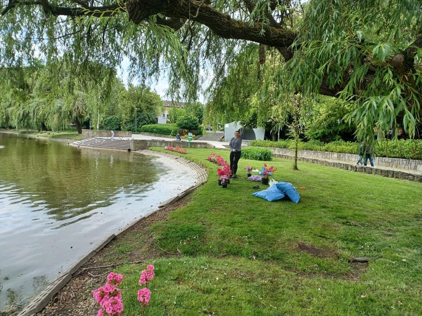 Zdjęcie w galerii na portalu naszraciborz.pl: Park Roth rozkwita – 135 nowych azalii przy stawie cieszy oczy raciborzan wiadomości z regionu