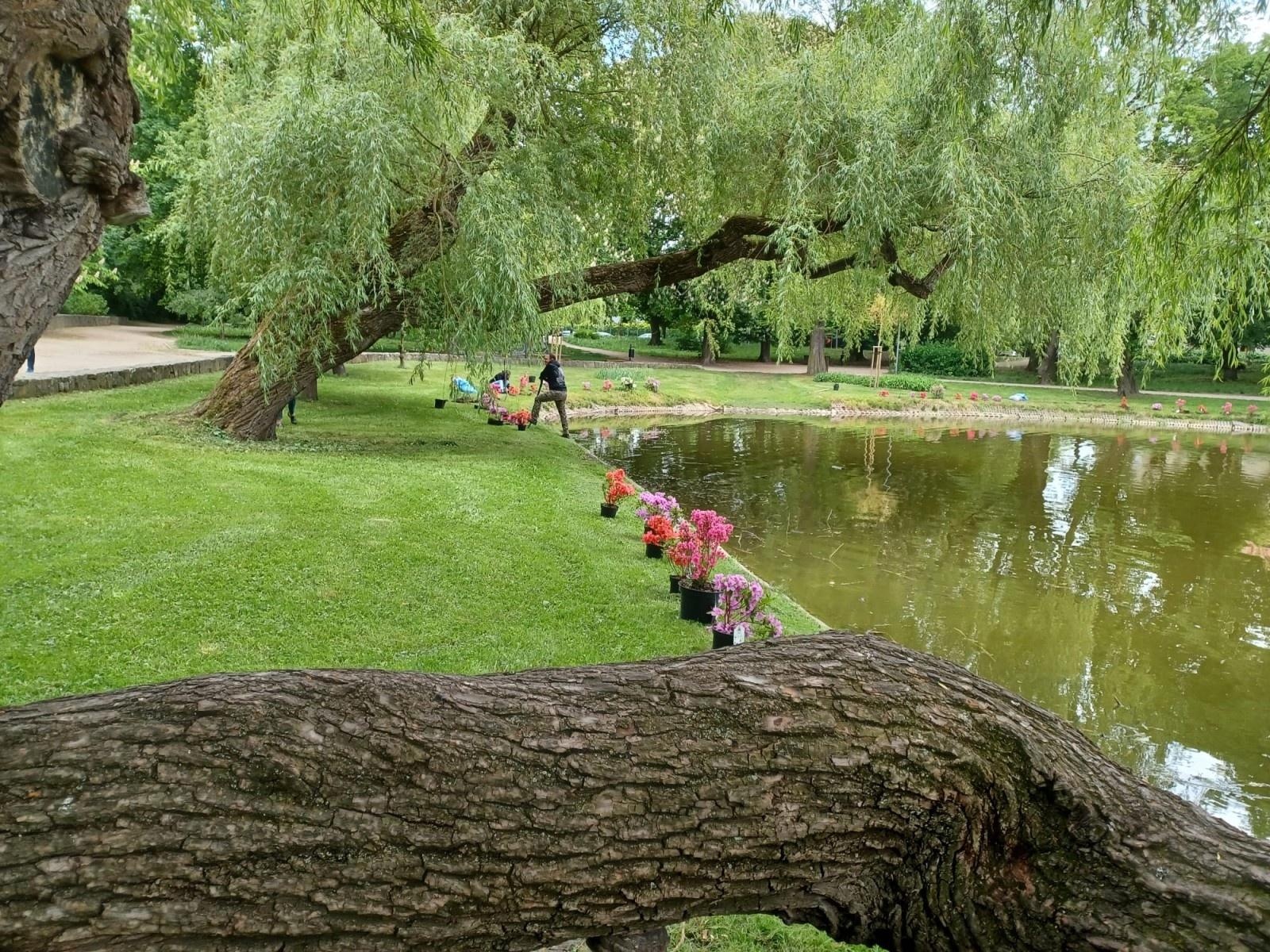 Zdjęcie w galerii na portalu naszraciborz.pl: Park Roth rozkwita – 135 nowych azalii przy stawie cieszy oczy raciborzan wiadomości z regionu