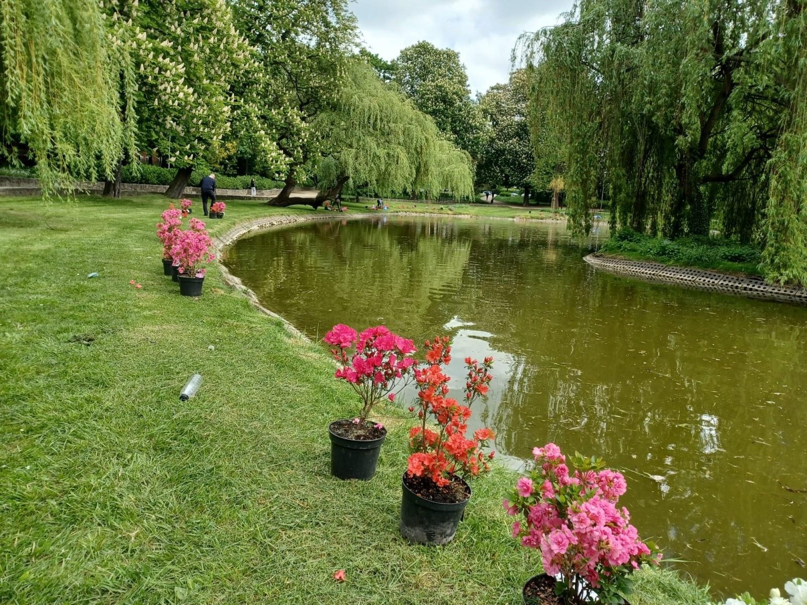 Zdjęcie w galerii na portalu naszraciborz.pl: Park Roth rozkwita – 135 nowych azalii przy stawie cieszy oczy raciborzan wiadomości z regionu