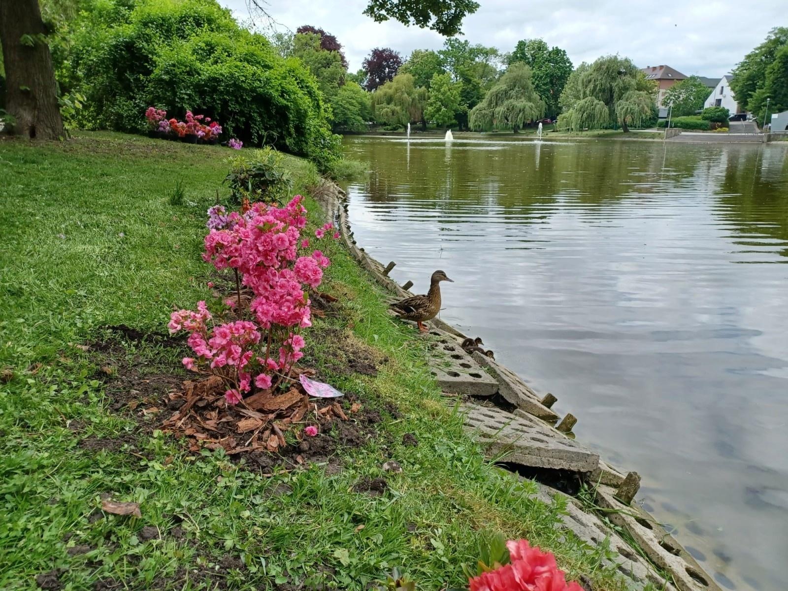 Zdjęcie w galerii na portalu naszraciborz.pl: Park Roth rozkwita – 135 nowych azalii przy stawie cieszy oczy raciborzan wiadomości z regionu