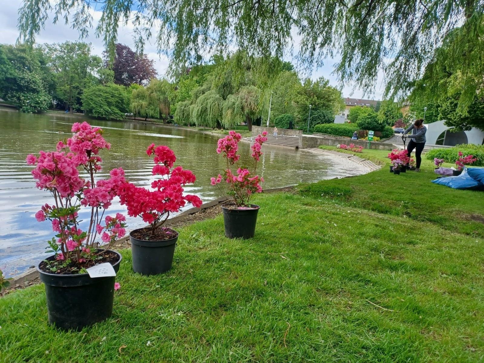 Zdjęcie w galerii na portalu naszraciborz.pl: Park Roth rozkwita – 135 nowych azalii przy stawie cieszy oczy raciborzan wiadomości z regionu