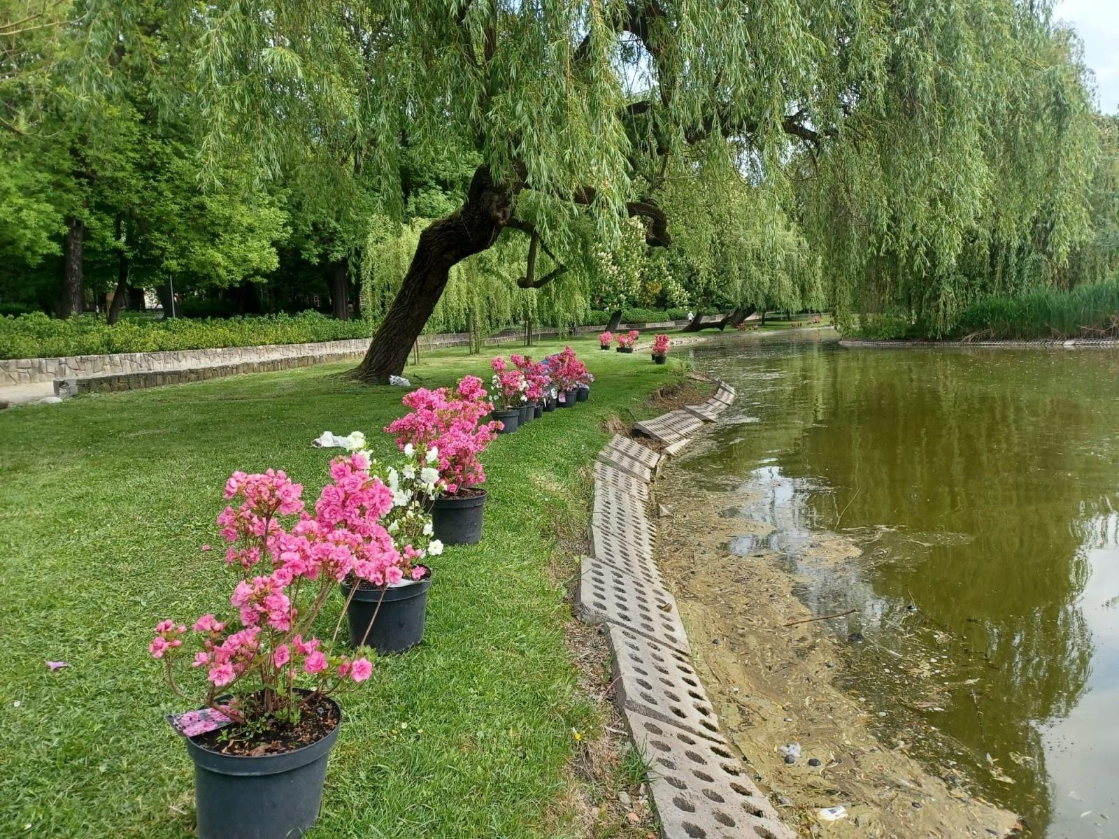Zdjęcie w galerii na portalu naszraciborz.pl: Park Roth rozkwita – 135 nowych azalii przy stawie cieszy oczy raciborzan wiadomości z regionu