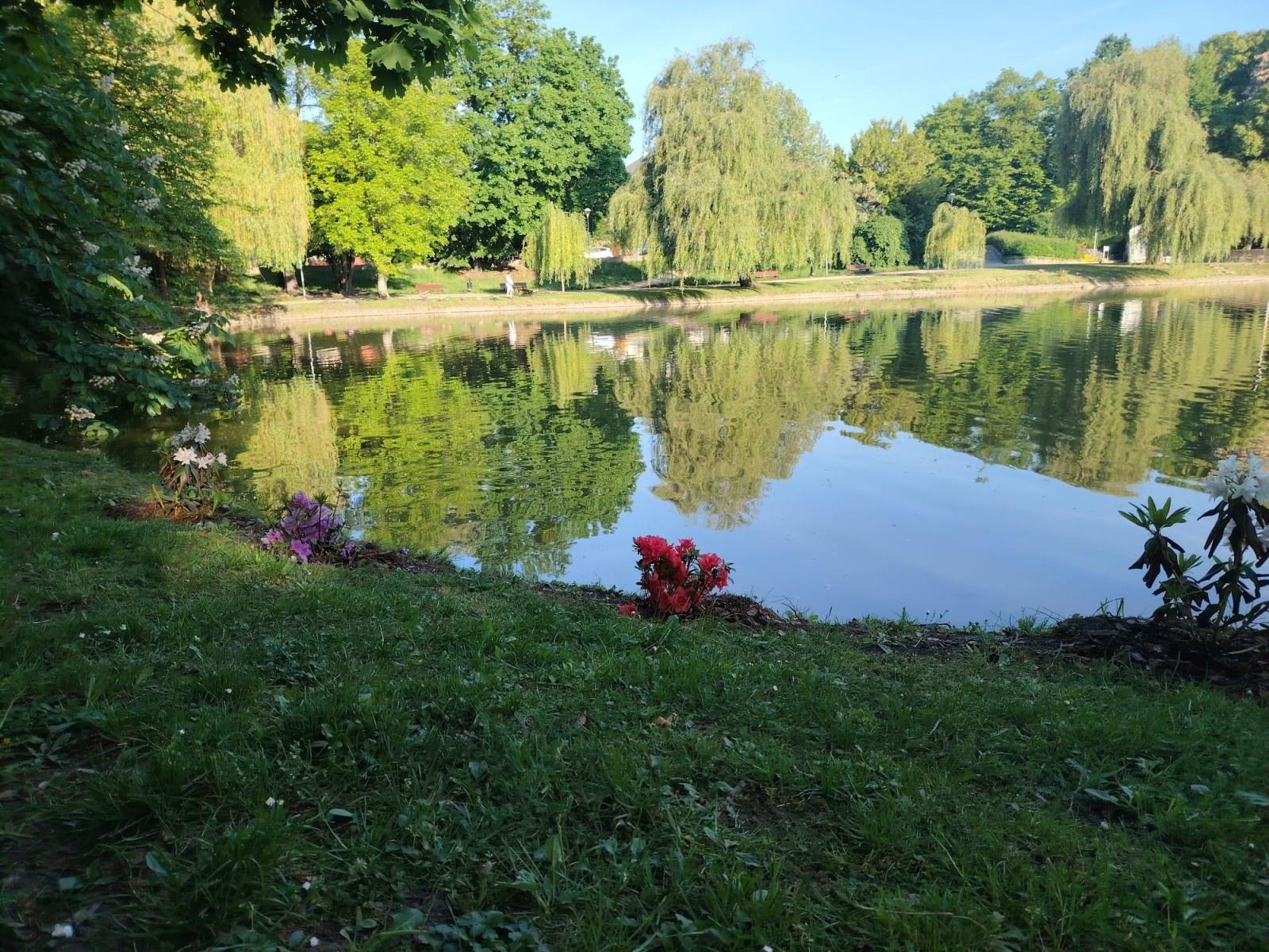 Zdjęcie w galerii na portalu naszraciborz.pl: Park Roth rozkwita – 135 nowych azalii przy stawie cieszy oczy raciborzan wiadomości z regionu