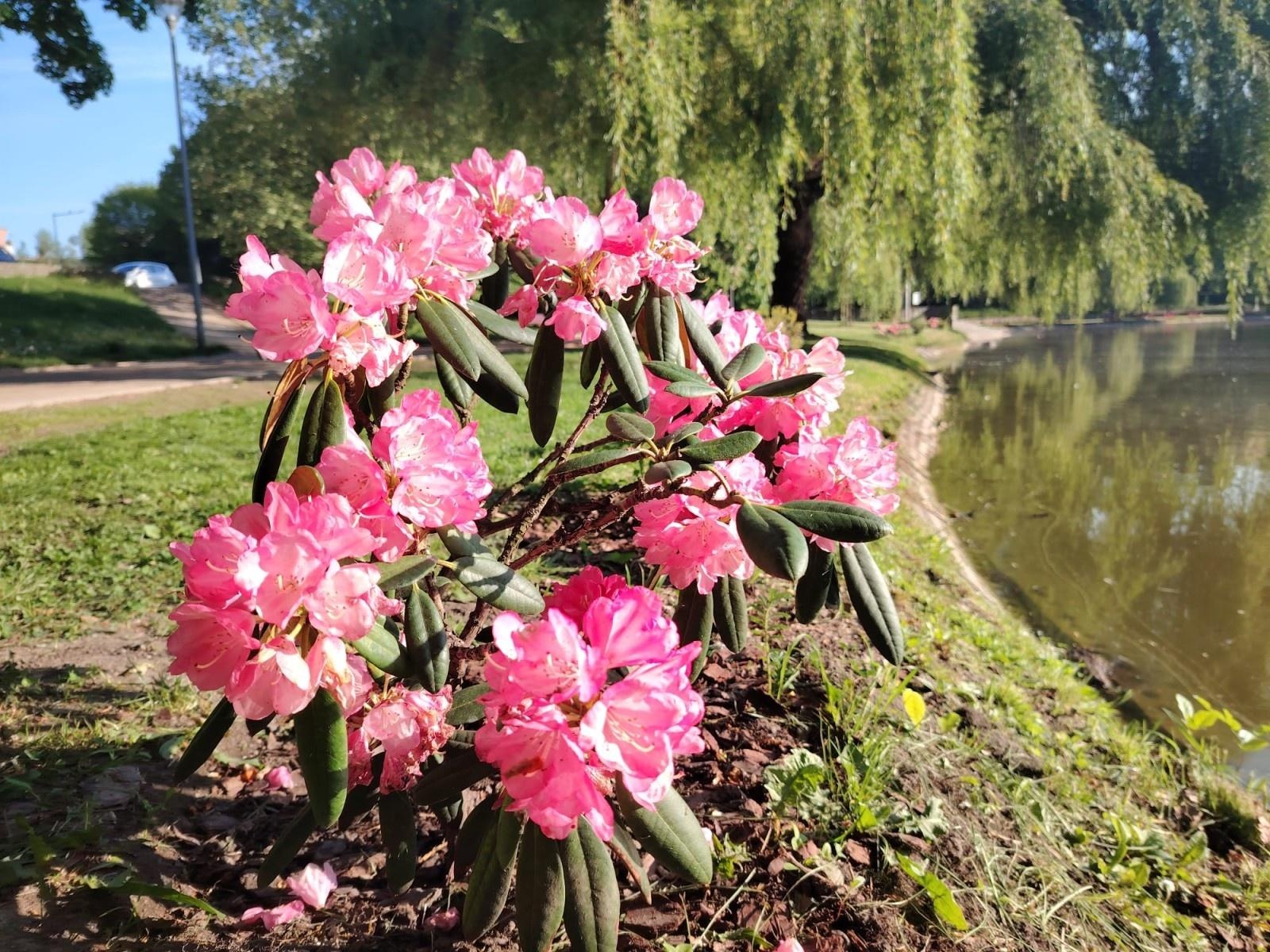 Zdjęcie w galerii na portalu naszraciborz.pl: Park Roth rozkwita – 135 nowych azalii przy stawie cieszy oczy raciborzan wiadomości z regionu
