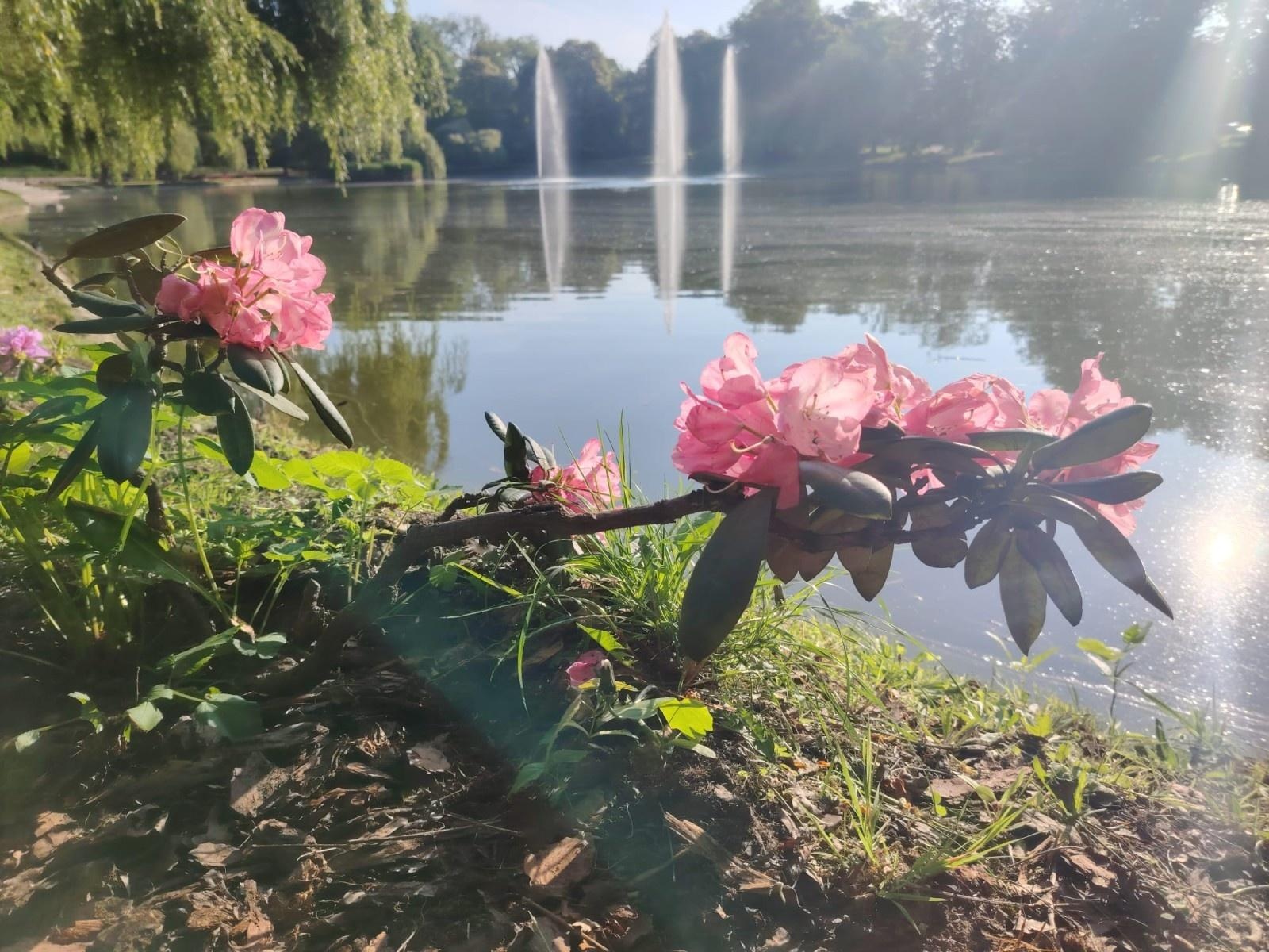 Zdjęcie w galerii na portalu naszraciborz.pl: Park Roth rozkwita – 135 nowych azalii przy stawie cieszy oczy raciborzan wiadomości z regionu
