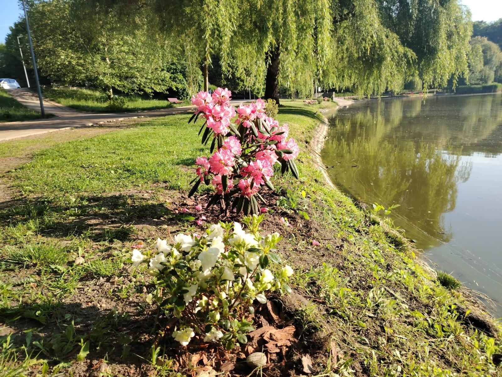 Zdjęcie w galerii na portalu naszraciborz.pl: Park Roth rozkwita – 135 nowych azalii przy stawie cieszy oczy raciborzan wiadomości z regionu