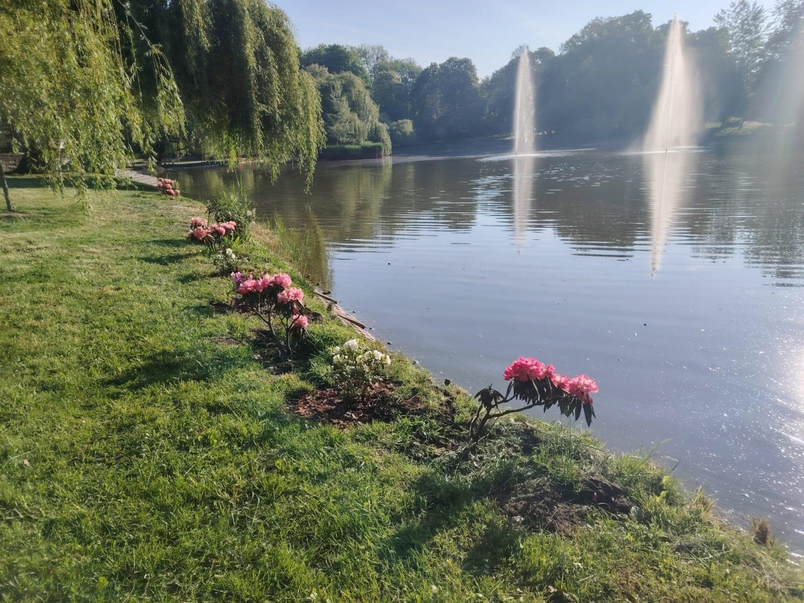 Zdjęcie w galerii na portalu naszraciborz.pl: Park Roth rozkwita – 135 nowych azalii przy stawie cieszy oczy raciborzan wiadomości z regionu
