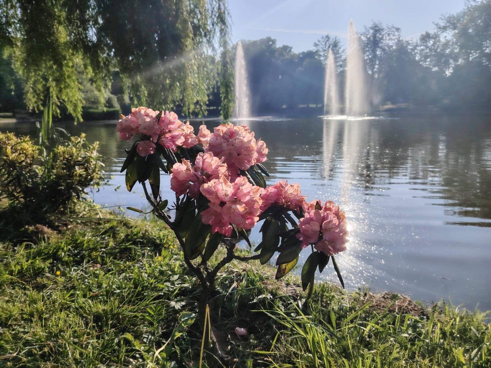 Zdjęcie w galerii na portalu naszraciborz.pl: Park Roth rozkwita – 135 nowych azalii przy stawie cieszy oczy raciborzan wiadomości z regionu