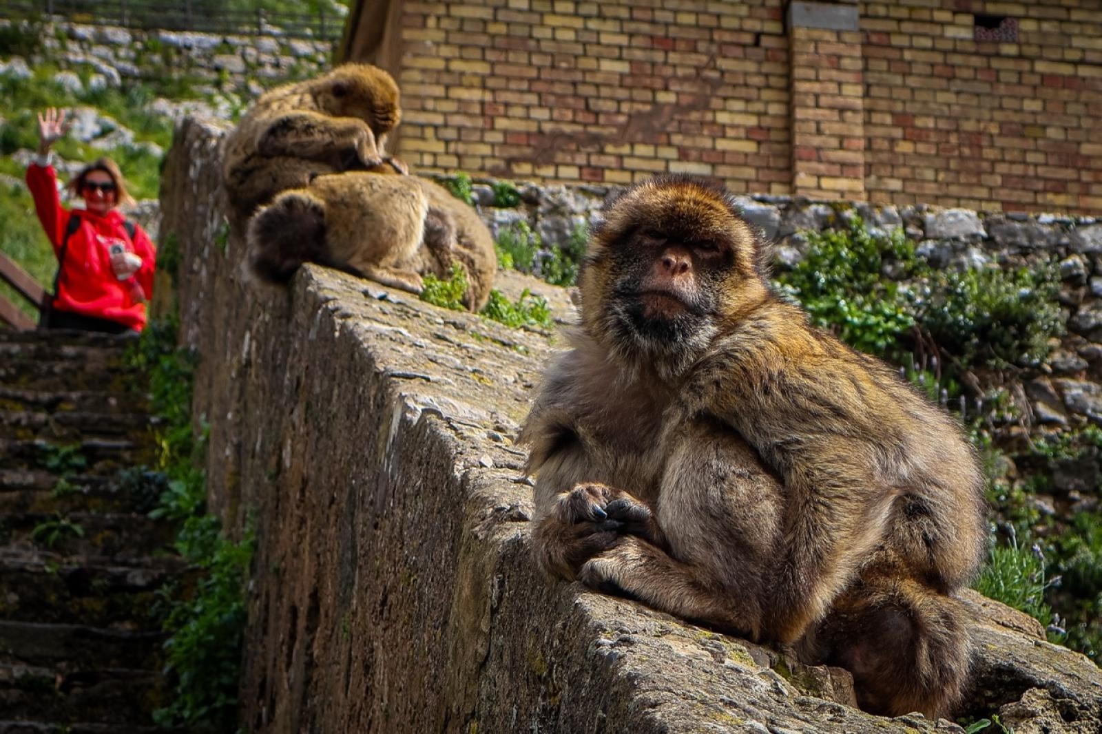 Zdjęcie w galerii na portalu naszraciborz.pl: Zawodowa przygoda w sercu Andaluzji – praktyki uczniów Ekonomika wiadomości z regionu