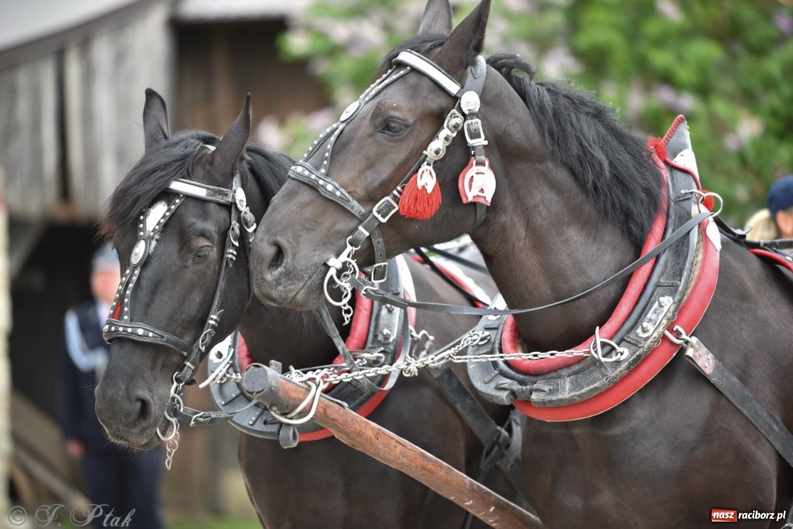Zdjęcie w galerii na portalu naszraciborz.pl: 100-lecie OSP Gamów. Wręczono odznaczenia i poświęcono tablicę pamiątkową wiadomości z regionu