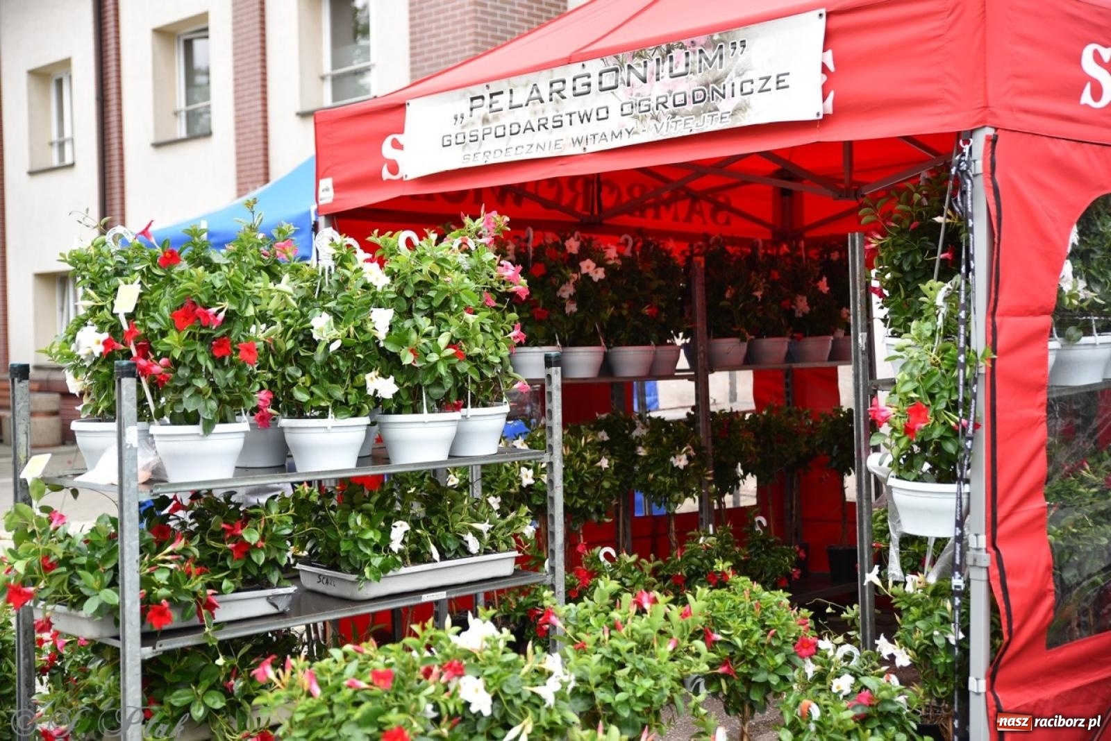 Zdjęcie w galerii na portalu naszraciborz.pl: 20 lat promowania ekologii. Ruszyła Eko-wystawa 2025 ze wsparciem WFOŚiGW w Katowicach wiadomości z regionu