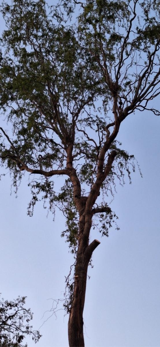 Zdjęcie w galerii na portalu naszraciborz.pl: Kontrowersje wokół wycinki drzew na ulicy Polnej: Interwencja mieszkańców i odpowiedź urzędu wiadomości z regionu