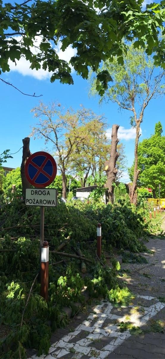 Zdjęcie w galerii na portalu naszraciborz.pl: Kontrowersje wokół wycinki drzew na ulicy Polnej: Interwencja mieszkańców i odpowiedź urzędu wiadomości z regionu