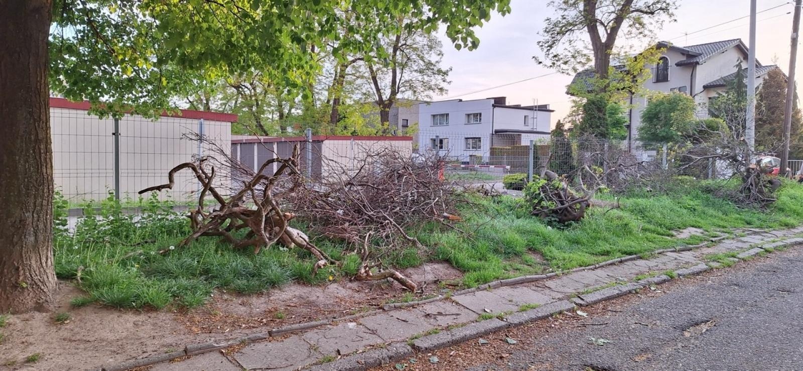 Zdjęcie w galerii na portalu naszraciborz.pl: Kontrowersje wokół wycinki drzew na ulicy Polnej: Interwencja mieszkańców i odpowiedź urzędu wiadomości z regionu