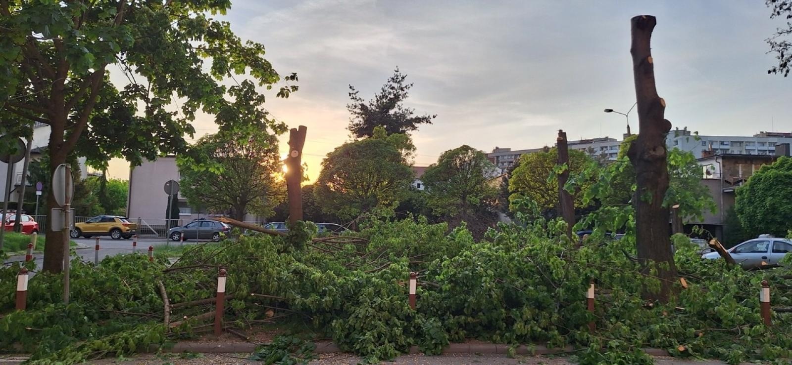 Zdjęcie w galerii na portalu naszraciborz.pl: Kontrowersje wokół wycinki drzew na ulicy Polnej: Interwencja mieszkańców i odpowiedź urzędu wiadomości z regionu