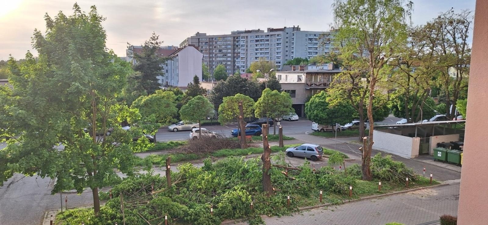 Zdjęcie w galerii na portalu naszraciborz.pl: Kontrowersje wokół wycinki drzew na ulicy Polnej: Interwencja mieszkańców i odpowiedź urzędu wiadomości z regionu