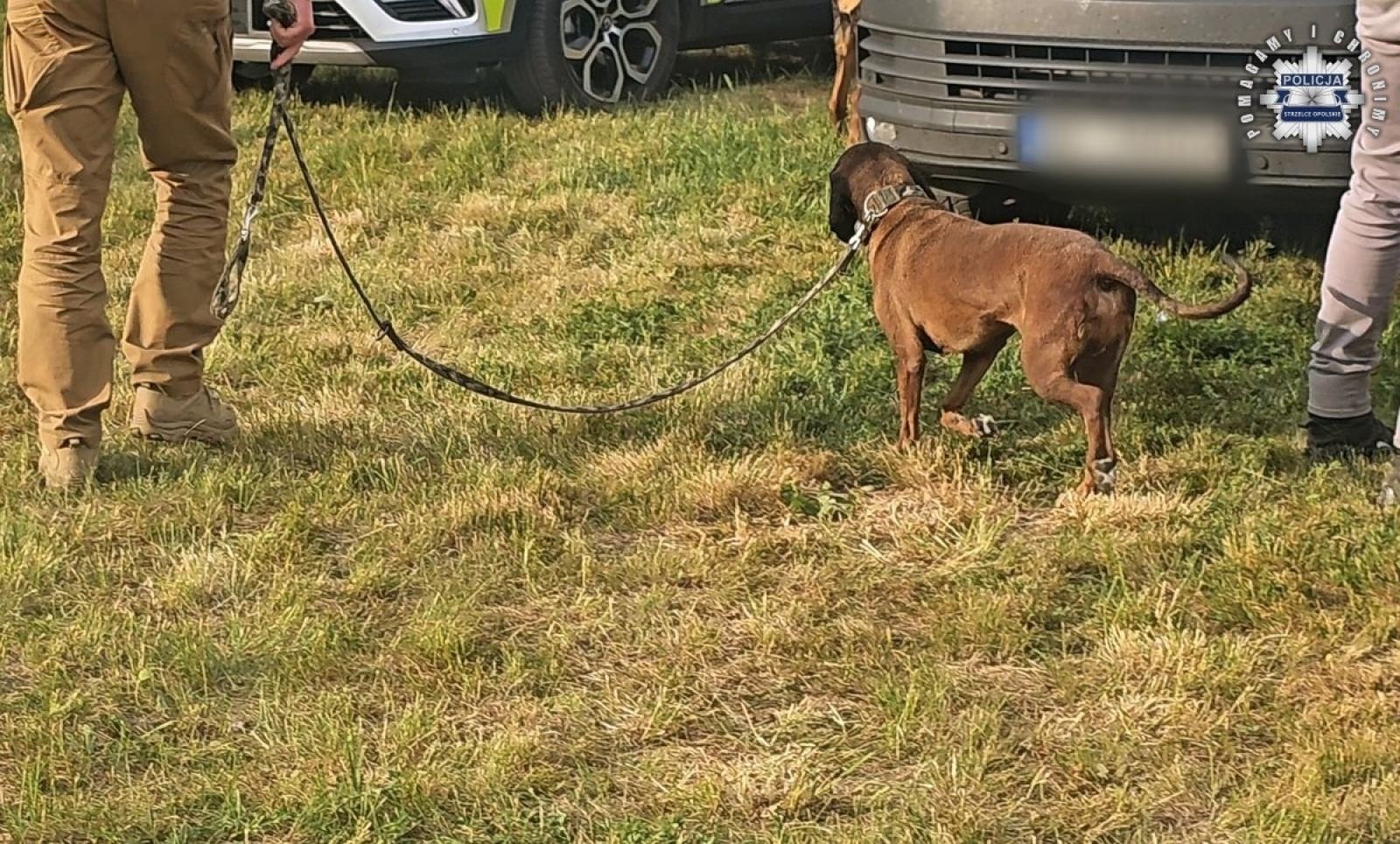 Zdjęcie w galerii na portalu naszraciborz.pl: Zatrzymano 24-latka z Żor, u którego przebywała 11-letnia Patrycja – Child Alert odwołany wiadomości z regionu