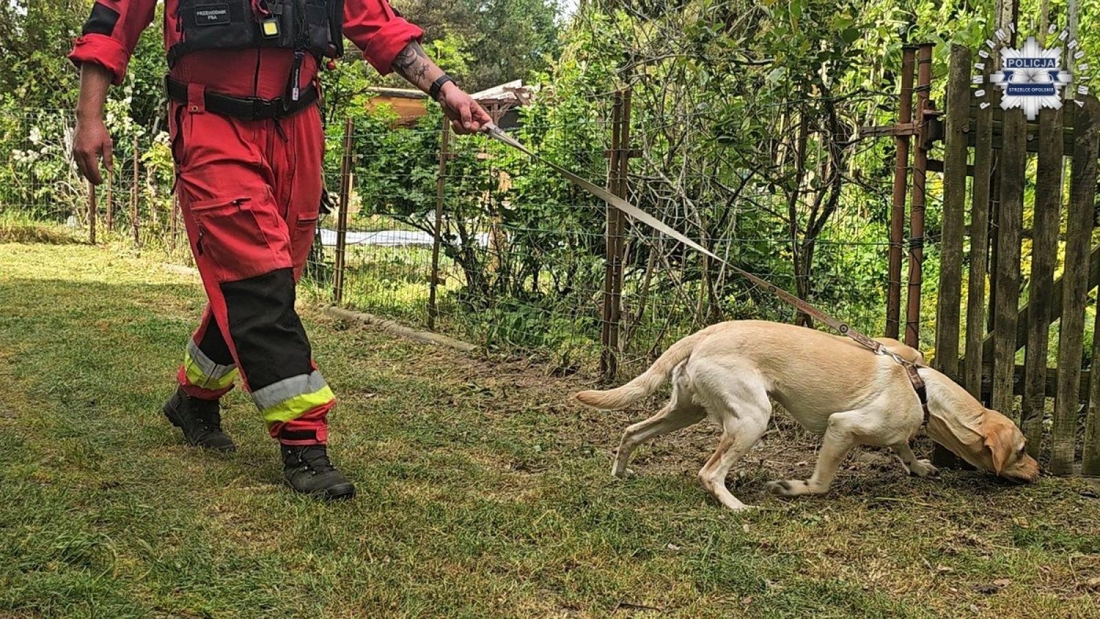 Zdjęcie w galerii na portalu naszraciborz.pl: Zatrzymano 24-latka z Żor, u którego przebywała 11-letnia Patrycja – Child Alert odwołany wiadomości z regionu