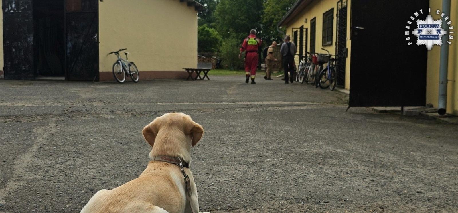 Zdjęcie w galerii na portalu naszraciborz.pl: Zatrzymano 24-latka z Żor, u którego przebywała 11-letnia Patrycja – Child Alert odwołany wiadomości z regionu