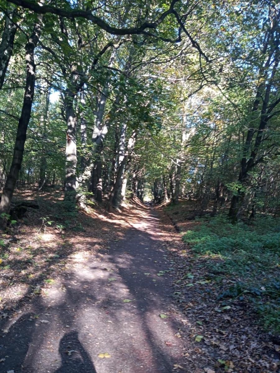 Zdjęcie w galerii na portalu naszraciborz.pl: LIST DO REDAKCJI Lasy rudzkie kiedyś były cennymi płucami Śląska – co się z nimi dzieje? wiadomości z regionu