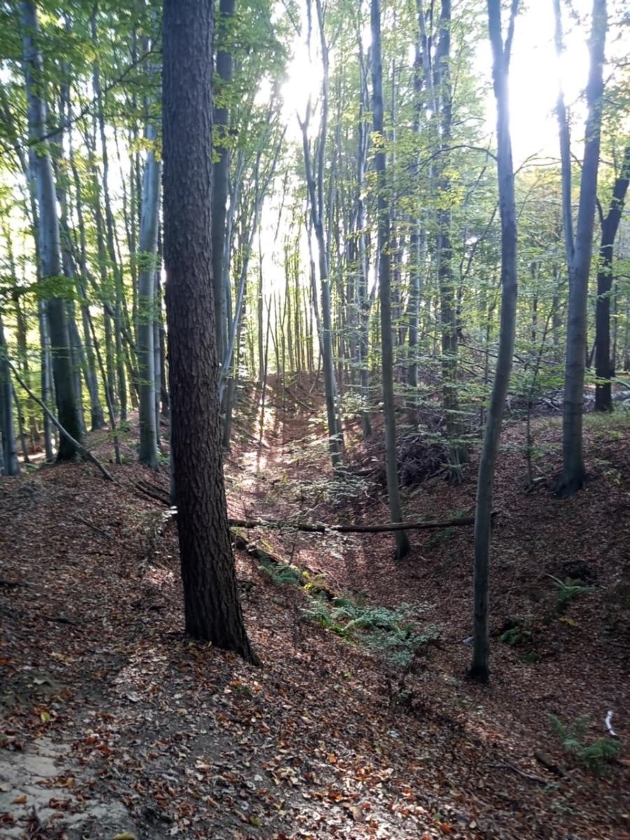 Zdjęcie w galerii na portalu naszraciborz.pl: LIST DO REDAKCJI Lasy rudzkie kiedyś były cennymi płucami Śląska – co się z nimi dzieje? wiadomości z regionu