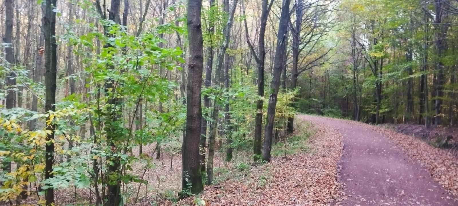 Zdjęcie w galerii na portalu naszraciborz.pl: LIST DO REDAKCJI Lasy rudzkie kiedyś były cennymi płucami Śląska – co się z nimi dzieje? wiadomości z regionu