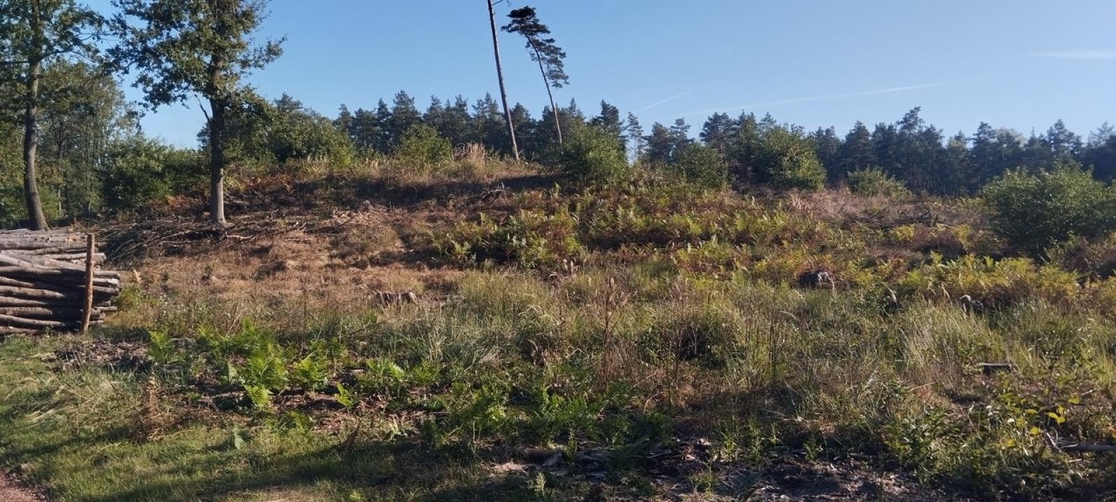 Zdjęcie w galerii na portalu naszraciborz.pl: LIST DO REDAKCJI Lasy rudzkie kiedyś były cennymi płucami Śląska – co się z nimi dzieje? wiadomości z regionu