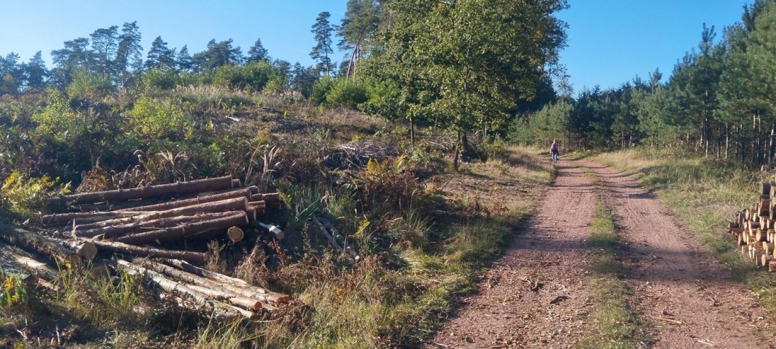 Zdjęcie w galerii na portalu naszraciborz.pl: LIST DO REDAKCJI Lasy rudzkie kiedyś były cennymi płucami Śląska – co się z nimi dzieje? wiadomości z regionu