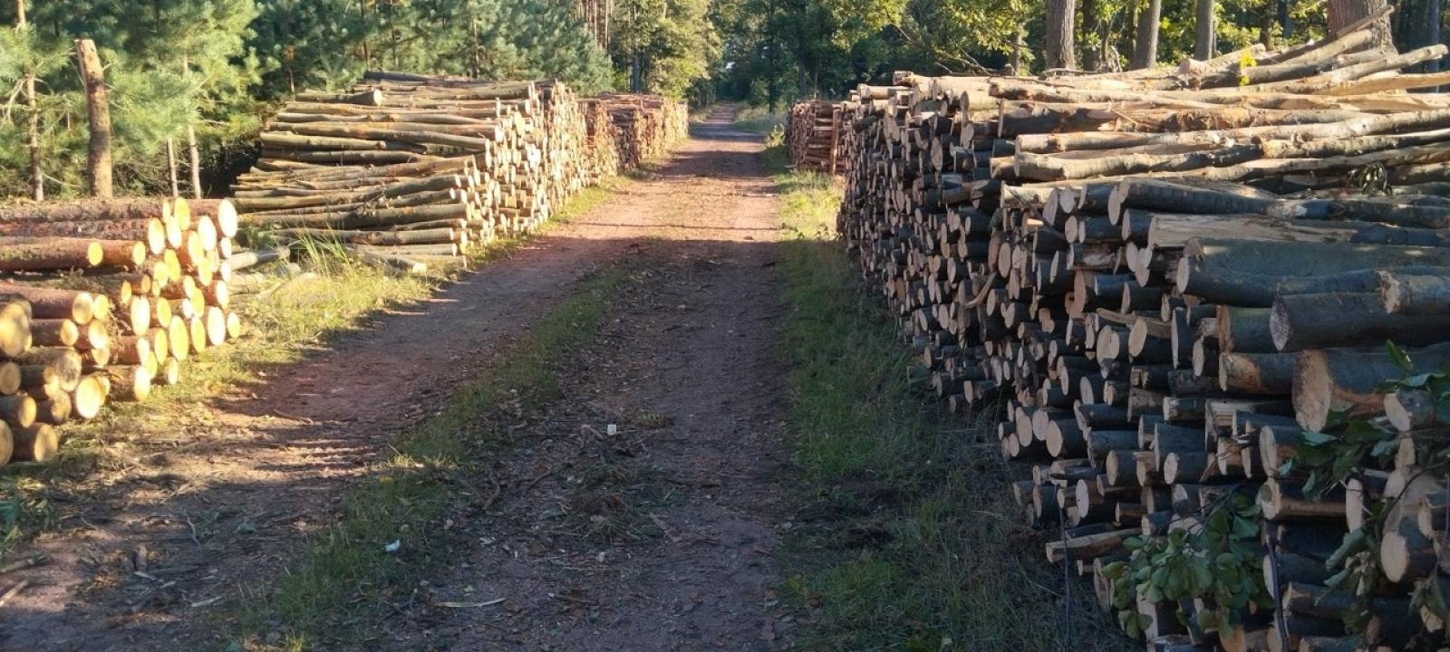 Zdjęcie w galerii na portalu naszraciborz.pl: LIST DO REDAKCJI Lasy rudzkie kiedyś były cennymi płucami Śląska – co się z nimi dzieje? wiadomości z regionu