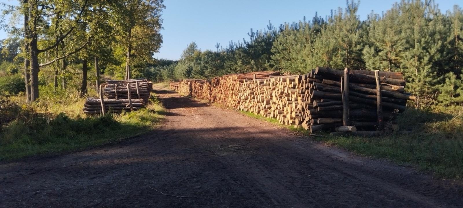 Zdjęcie w galerii na portalu naszraciborz.pl: LIST DO REDAKCJI Lasy rudzkie kiedyś były cennymi płucami Śląska – co się z nimi dzieje? wiadomości z regionu