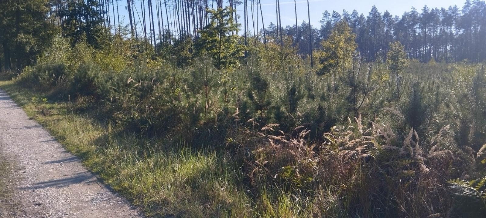 Zdjęcie w galerii na portalu naszraciborz.pl: LIST DO REDAKCJI Lasy rudzkie kiedyś były cennymi płucami Śląska – co się z nimi dzieje? wiadomości z regionu