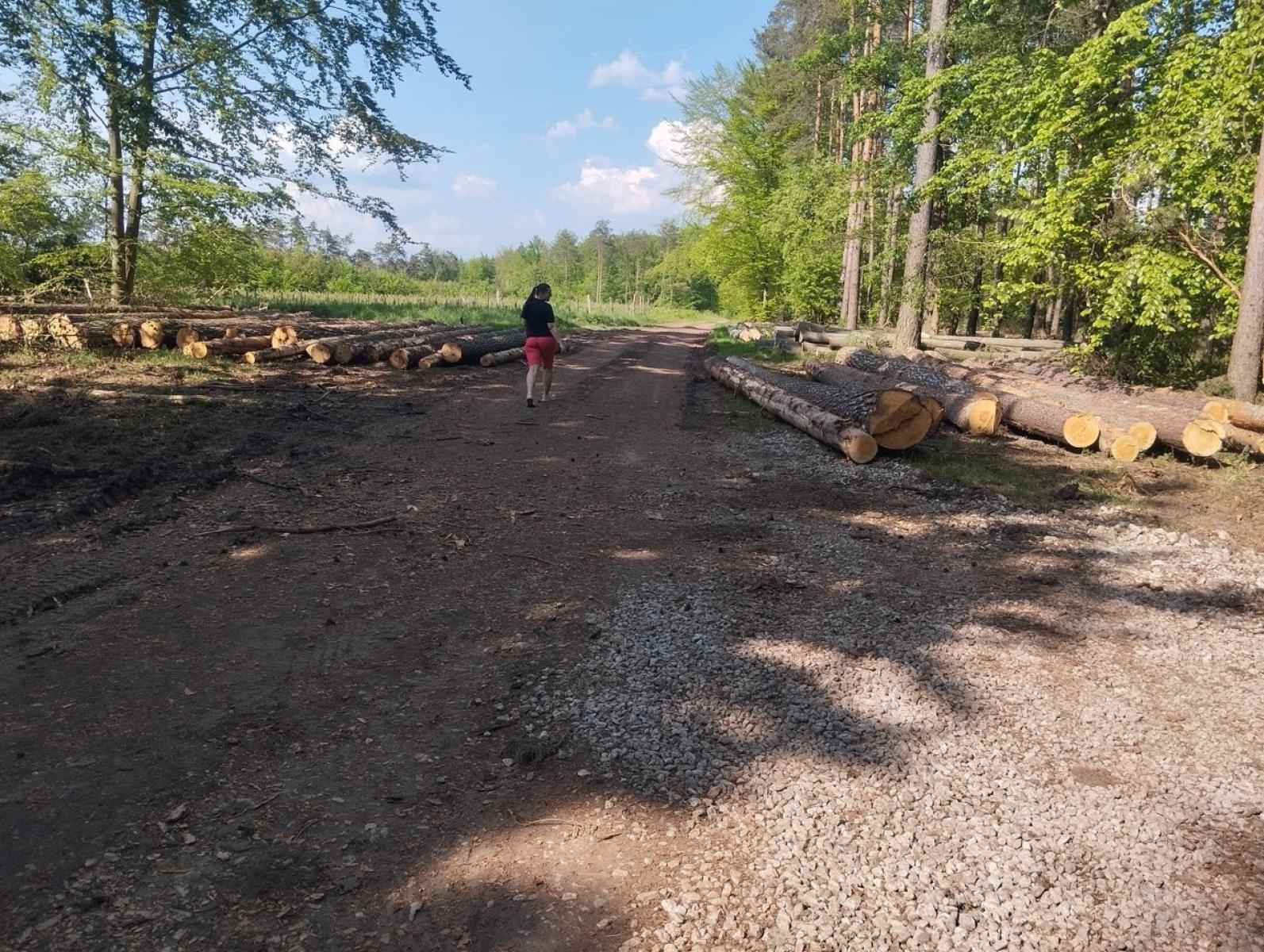 Zdjęcie w galerii na portalu naszraciborz.pl: LIST DO REDAKCJI Lasy rudzkie kiedyś były cennymi płucami Śląska – co się z nimi dzieje? wiadomości z regionu