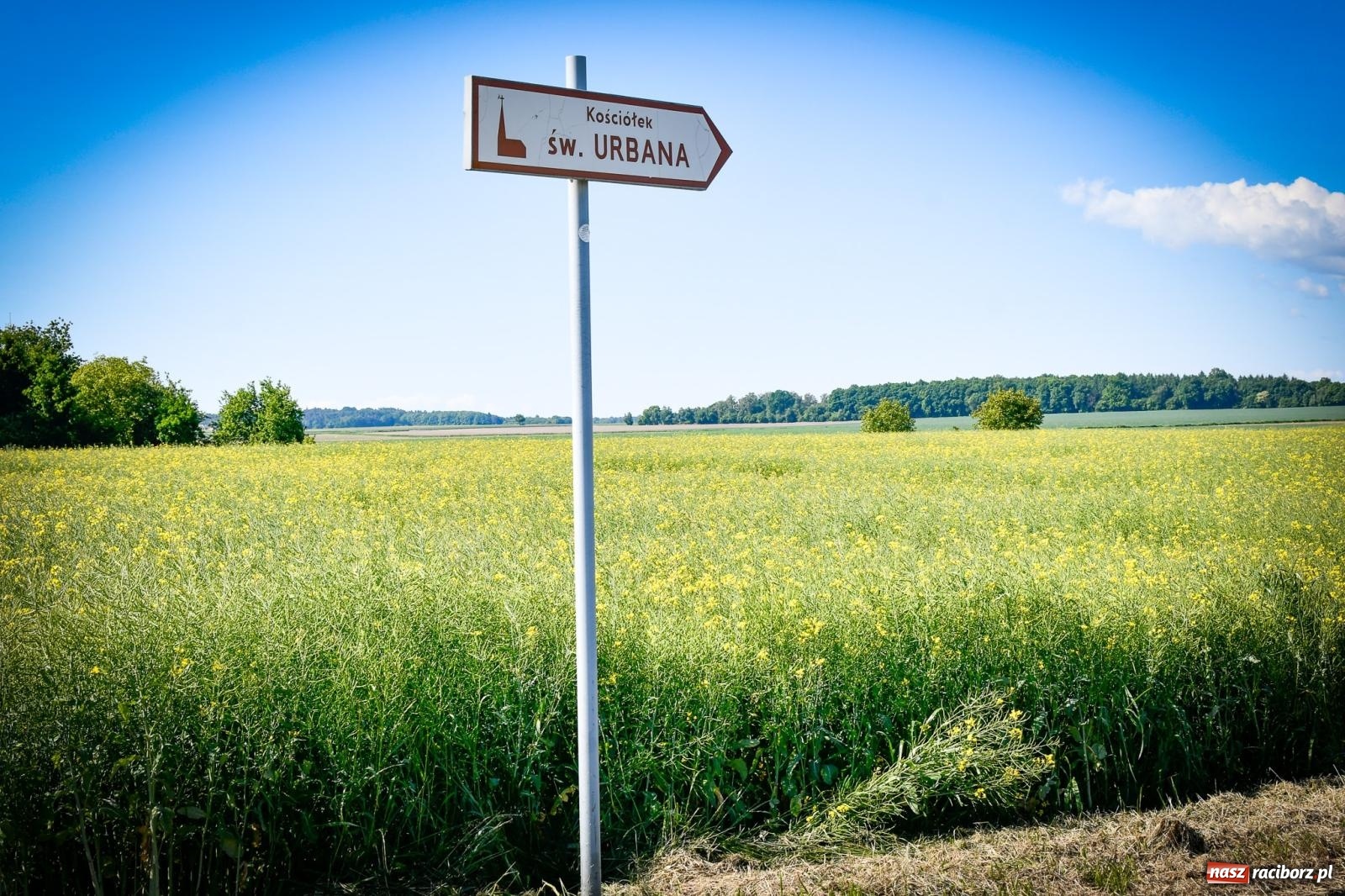 Zdjęcie w galerii na portalu naszraciborz.pl: Pątnicza tradycja w Tworkowie trwa nieprzerwanie – procesja na Urbanek znów połączyła wiernych wiadomości z regionu