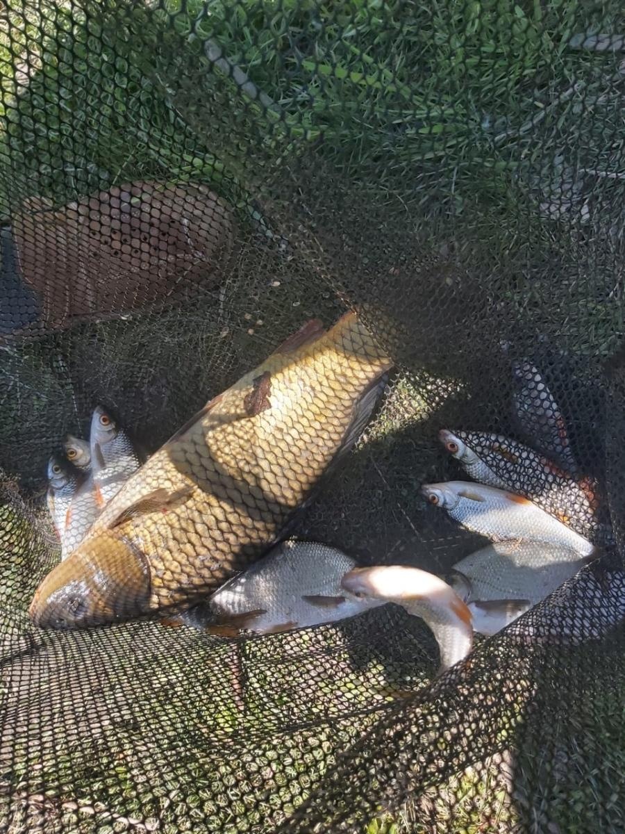 Zdjęcie w galerii na portalu naszraciborz.pl: Wędkarze rywalizowali o Puchar Dyrektora Tokai Cobex w Raciborzu wiadomości z regionu