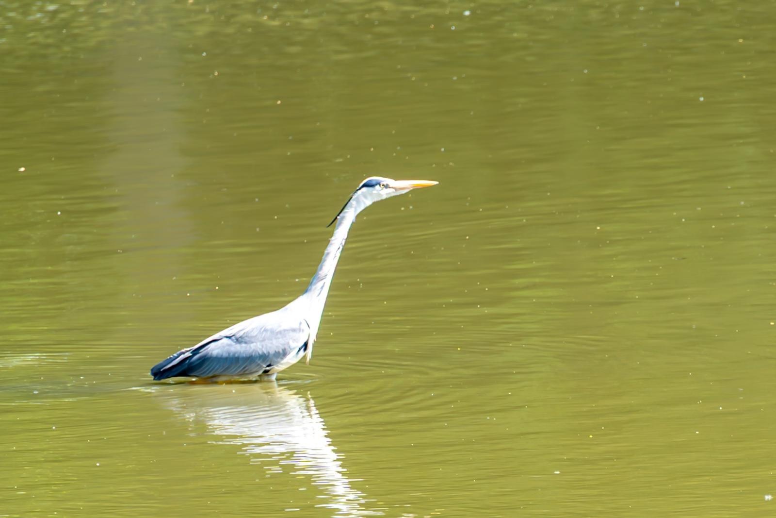 Zdjęcie w galerii na portalu naszraciborz.pl: Wspólne Drzewo – Wspólna Przyszłość: Zielona Akcja Gminy Krzyżanowice, Meander Banku i Szkoły w Tworkowie wiadomości z regionu