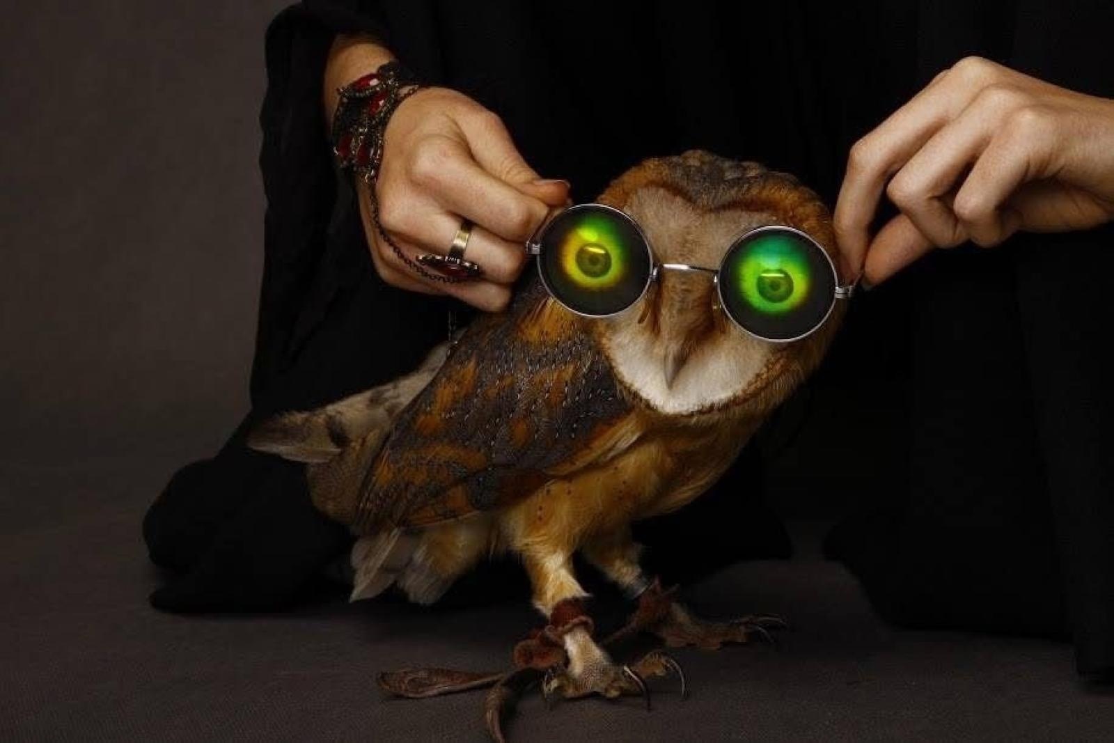 Zdjęcie w galerii na portalu naszraciborz.pl: Pokaz sokolniczy w programie Międzynarodowego Turnieju Rycerskiego na raciborskim zamku [ZAPROSZENIE] wiadomości z regionu