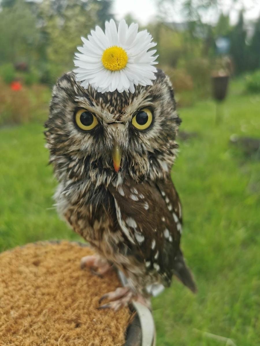 Zdjęcie w galerii na portalu naszraciborz.pl: Pokaz sokolniczy w programie Międzynarodowego Turnieju Rycerskiego na raciborskim zamku [ZAPROSZENIE] wiadomości z regionu