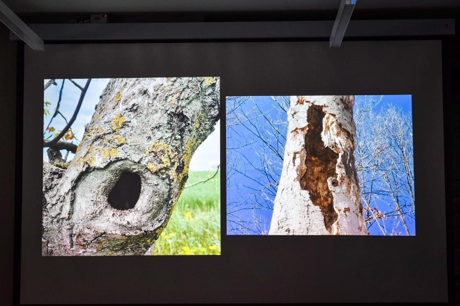 Zdjęcie w galerii na portalu naszraciborz.pl: Uczniowie Kasprowicza wzięli udział w Akademii Leśnika na Zamku Piastowskim wiadomości z regionu