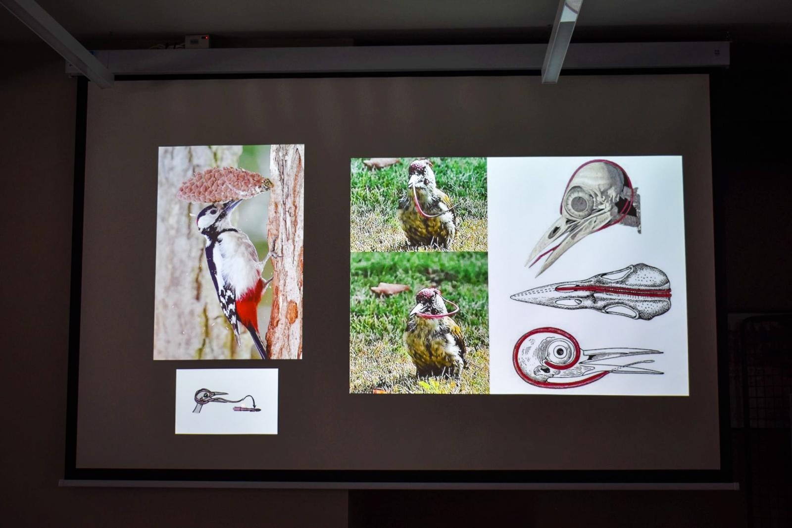 Zdjęcie w galerii na portalu naszraciborz.pl: Uczniowie Kasprowicza wzięli udział w Akademii Leśnika na Zamku Piastowskim wiadomości z regionu