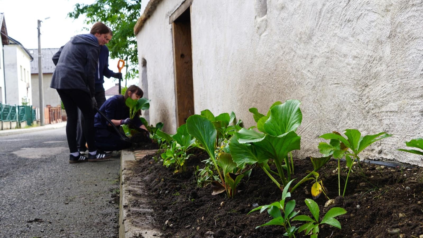 Zdjęcie w galerii na portalu naszraciborz.pl: Przy spichlerzu w Sudole powstała zegrodka [FOTO] wiadomości z regionu