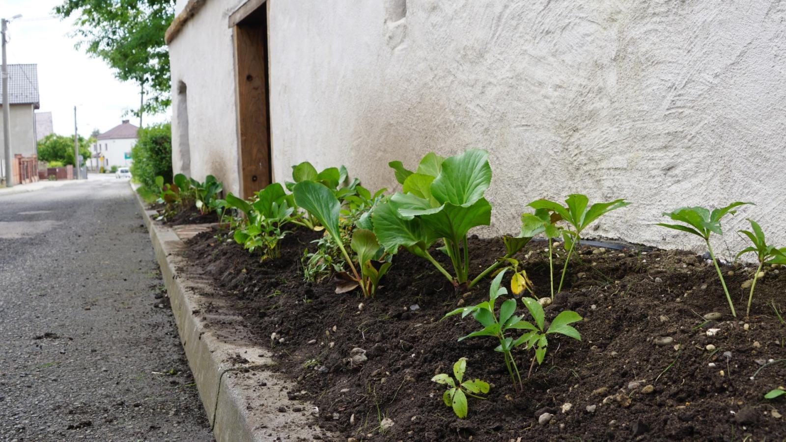 Zdjęcie w galerii na portalu naszraciborz.pl: Przy spichlerzu w Sudole powstała zegrodka [FOTO] wiadomości z regionu