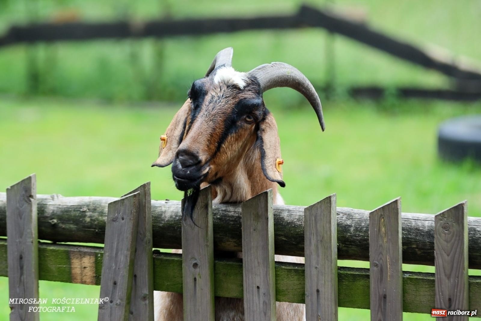 Zdjęcie w galerii na portalu naszraciborz.pl: Żywy Racibórz – międzypokoleniowa przestrzeń spotkań i inspiracji wiadomości z regionu