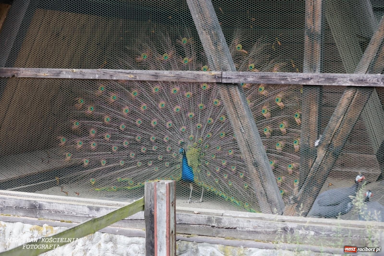 Zdjęcie w galerii na portalu naszraciborz.pl: Żywy Racibórz – międzypokoleniowa przestrzeń spotkań i inspiracji wiadomości z regionu