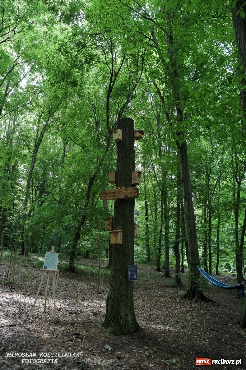 Zdjęcie w galerii na portalu naszraciborz.pl: Żywy Racibórz – międzypokoleniowa przestrzeń spotkań i inspiracji wiadomości z regionu