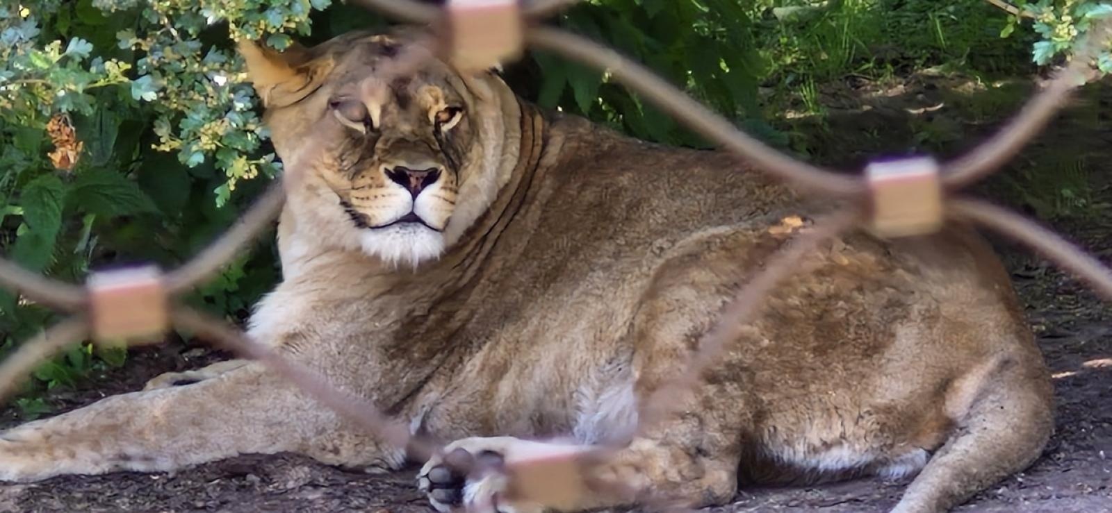 Zdjęcie w galerii na portalu naszraciborz.pl: Wycieczka PTTK Racibórz do ZOO Safari w Czechach  wiadomości z regionu