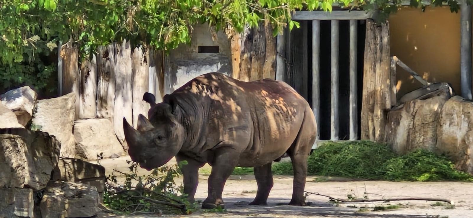 Zdjęcie w galerii na portalu naszraciborz.pl: Wycieczka PTTK Racibórz do ZOO Safari w Czechach  wiadomości z regionu