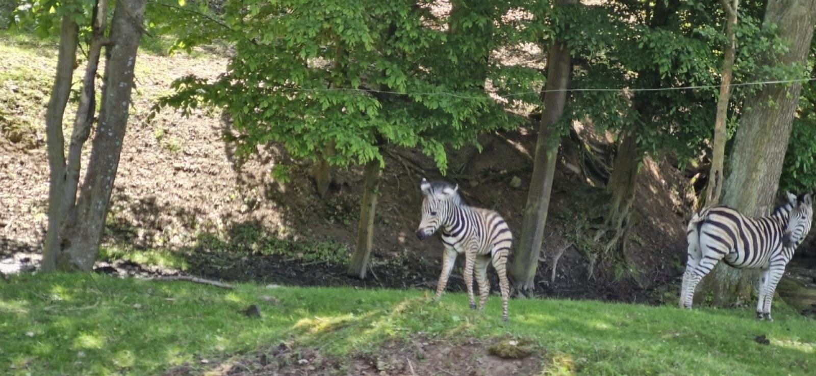 Zdjęcie w galerii na portalu naszraciborz.pl: Wycieczka PTTK Racibórz do ZOO Safari w Czechach  wiadomości z regionu