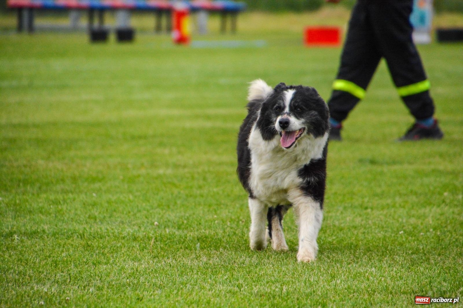 Zdjęcie w galerii na portalu naszraciborz.pl: Krzanowice biorą wszystko. Gminne zawody OSP w Wojnowicach ze startem drużyn dziecięcych [FOTO i WIDEO] wiadomości z regionu
